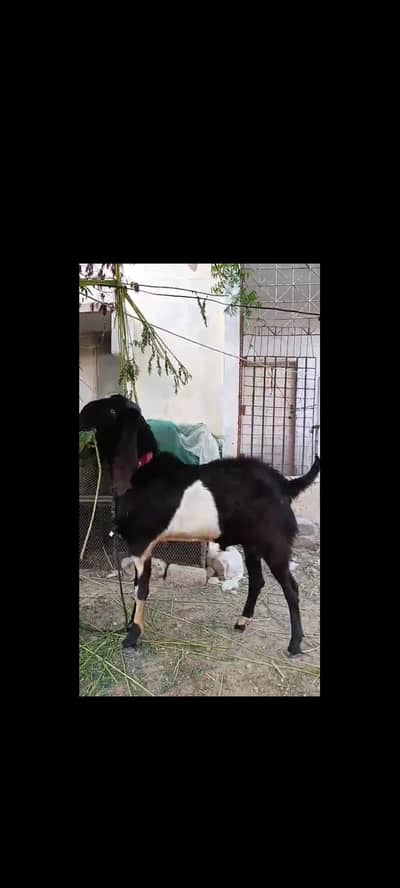 Punjab nasal andu bakra