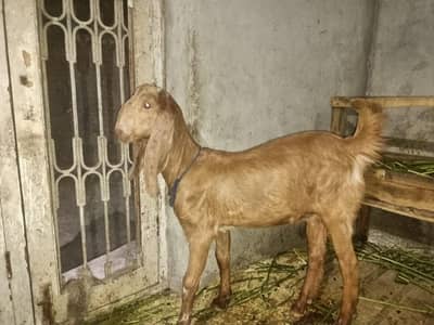 Famale Goat Sindhi Nasal