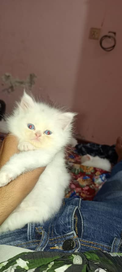 healthy active kittens available