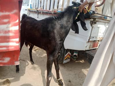 Qurbani wly bkry for sale 03075362598 whtsap