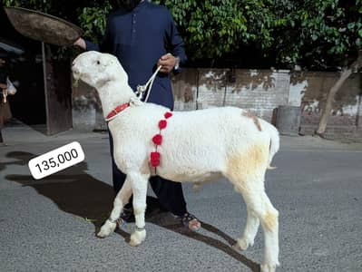 8 Dumbay or bakray For Sale for Qurbani