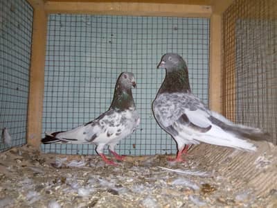 20 pic high flying  joror waly or perwazi mix pic 850 per