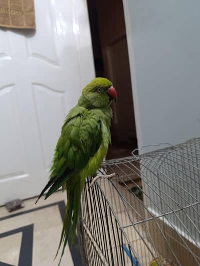 parrot ringneck