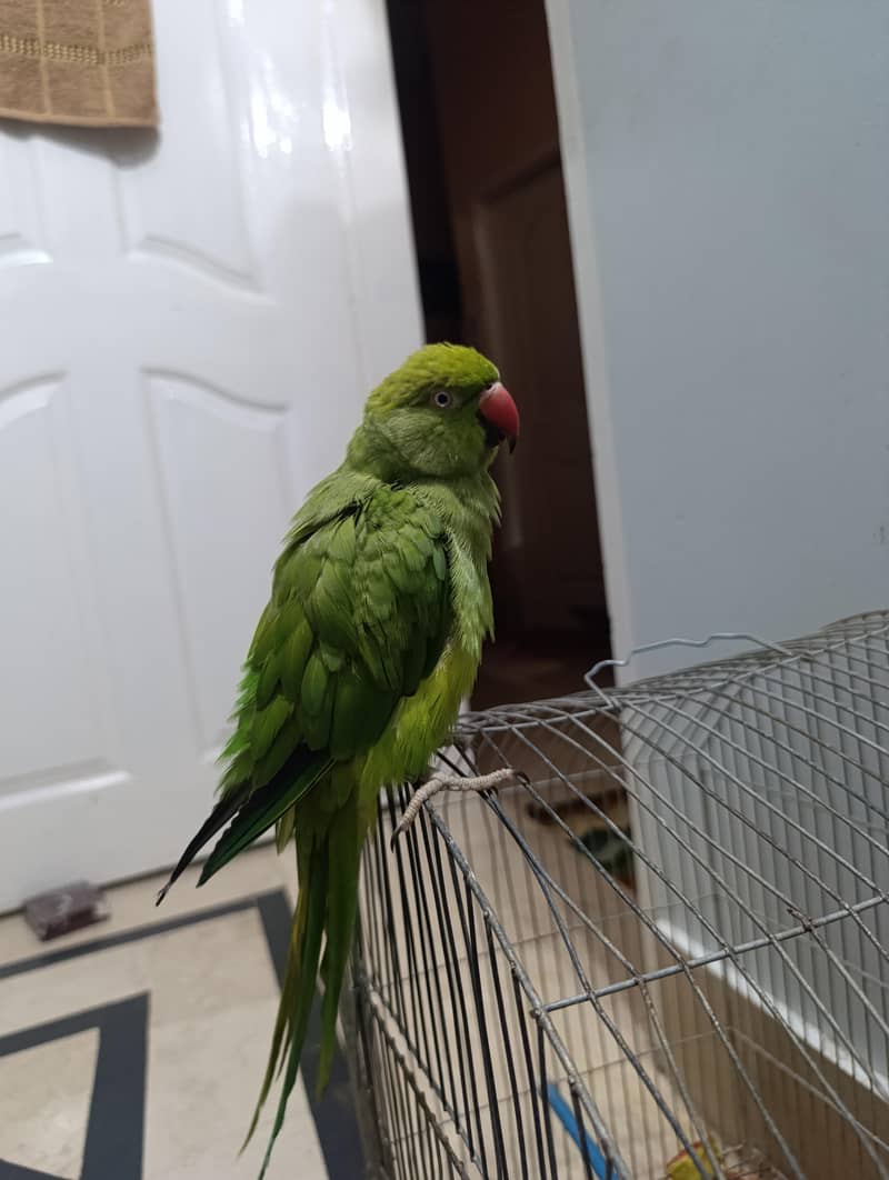 parrot ringneck 0