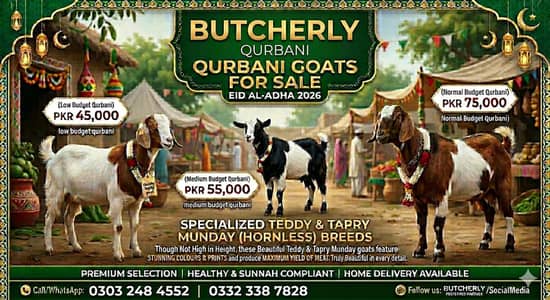 Teddy QURBANI GOATS AVAILABLE 2026  EID UL ADHA