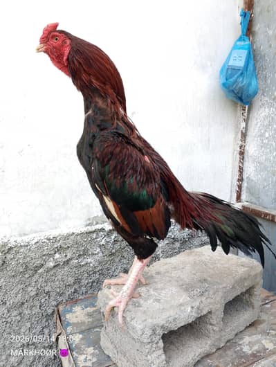 MASHAALLAH LAKHA QANDHARI MURGA