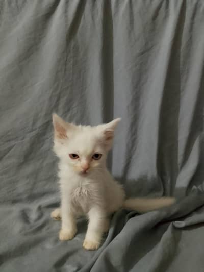 urgent sale cats pair exchange possible 03218808918