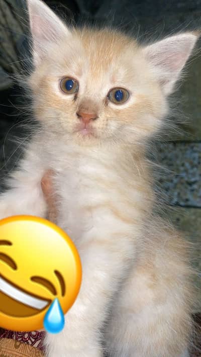 Sale male cat bby