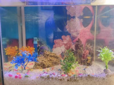 Fish Aquarium