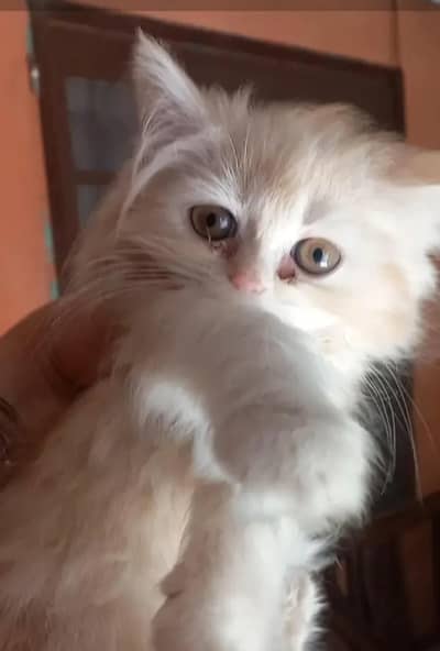 Persian kittens