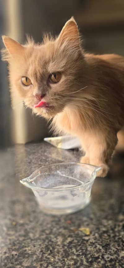 Persian doll cat