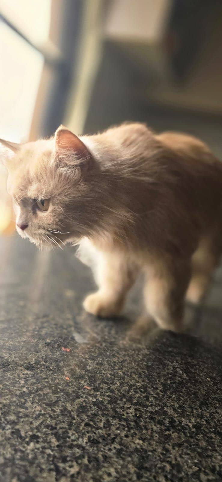 Persian cat 1