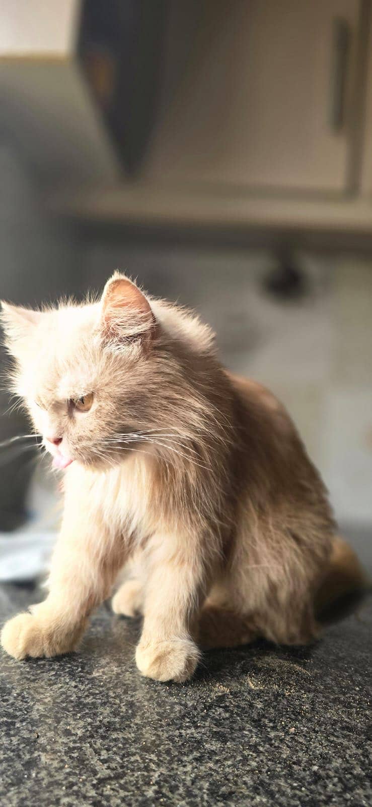 Persian cat 2