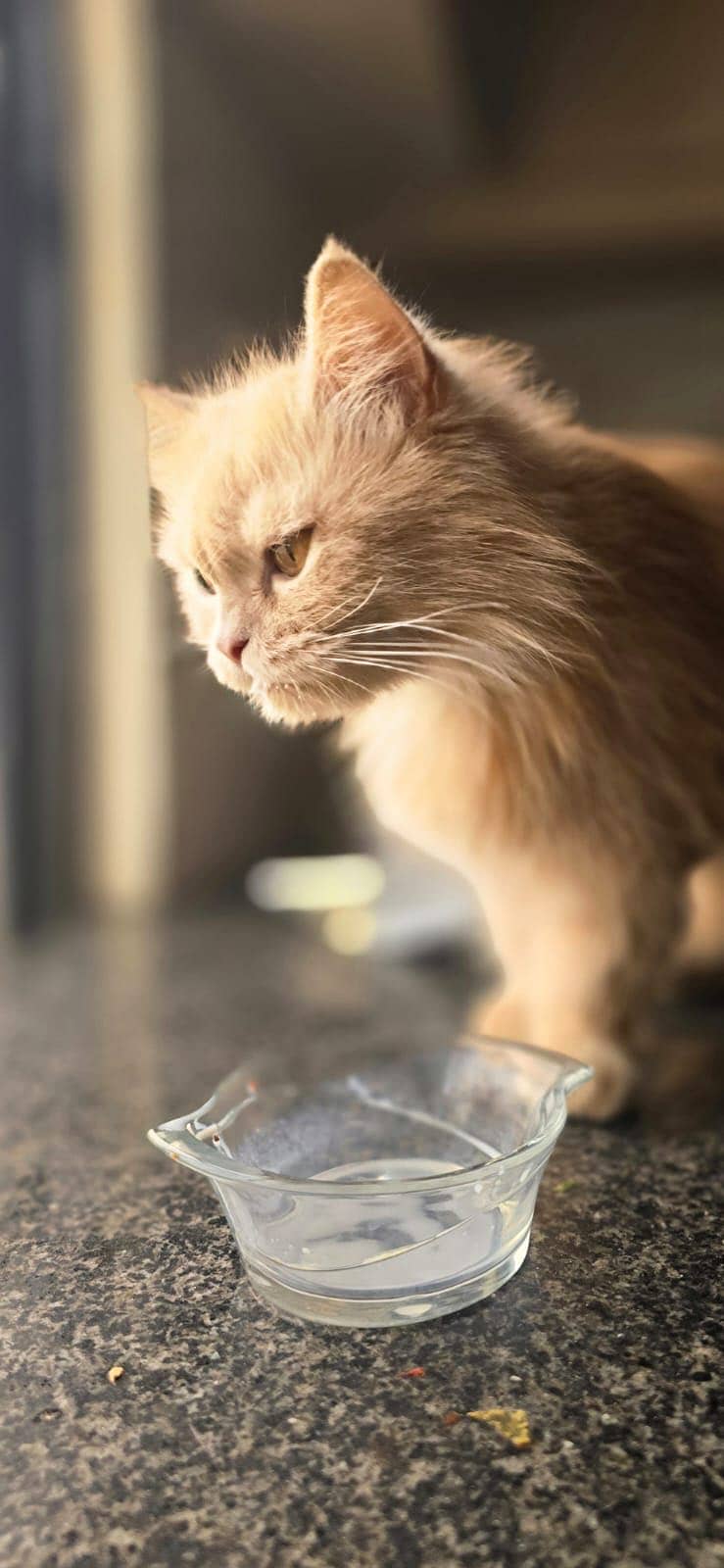 Persian cat 3