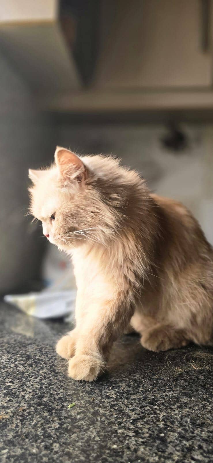 Persian cat 4