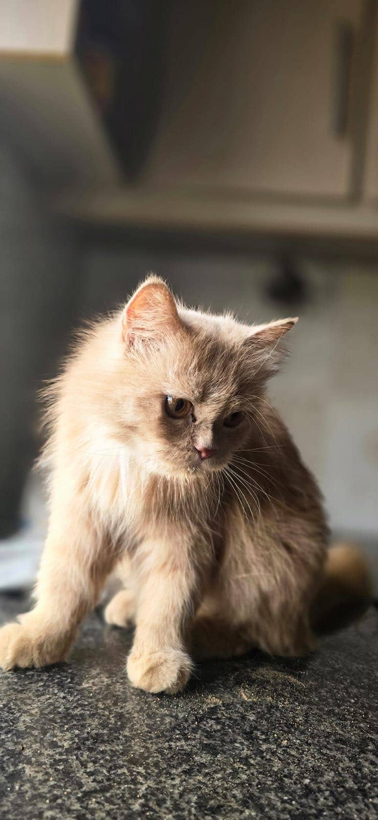 Persian cat 5