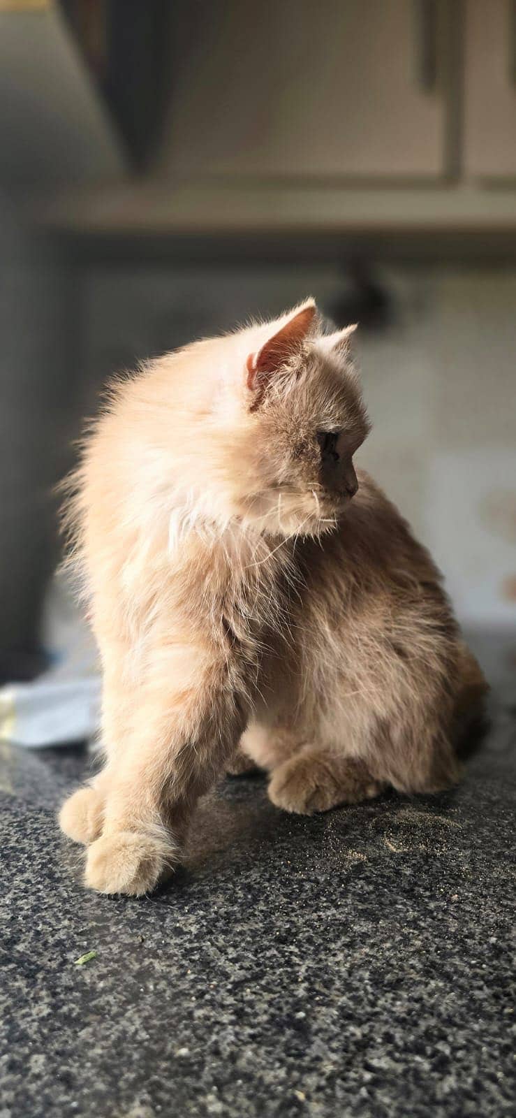Persian cat 6