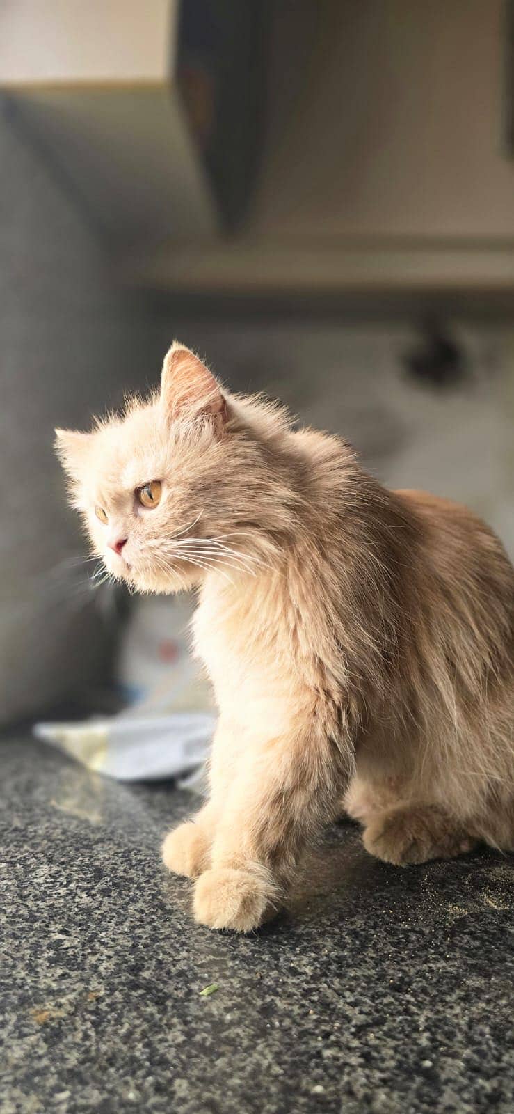 Persian cat 7