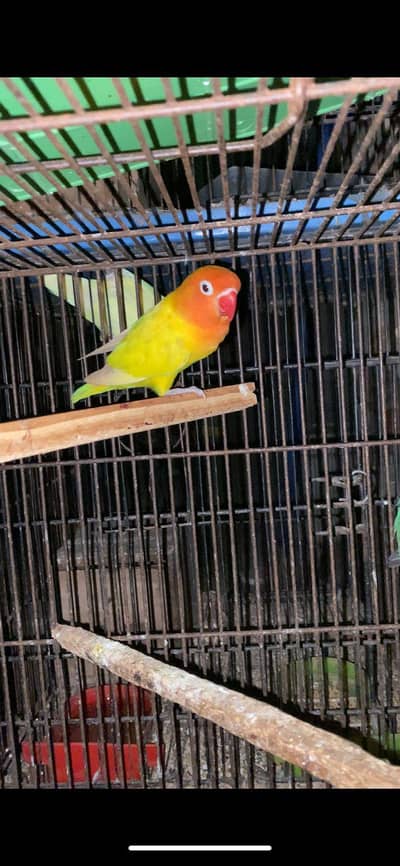 love birds pair and single female's for sale