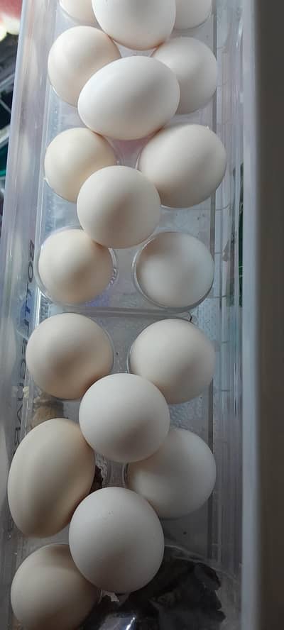 desi eggs