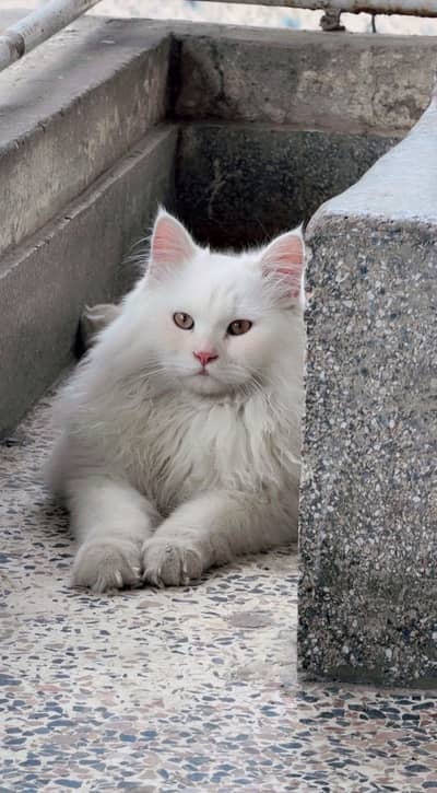 Maine coon male cat
