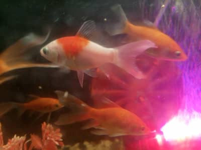 4 Inch Gold Fish With Tortoise Available