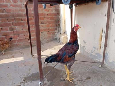 Aseel Cross Desi