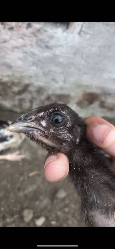 Thai dragon Aseel chicks