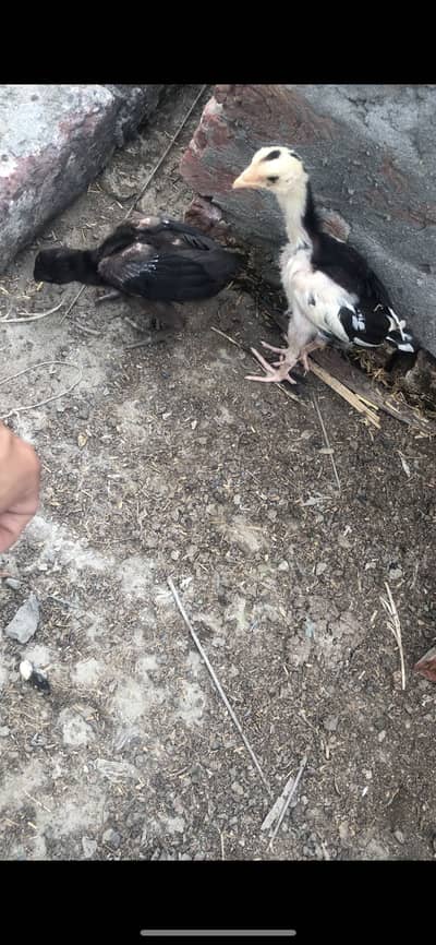 Thai dragon Aseel chicks