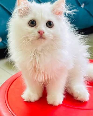Persian kittens triple coated grey eyes