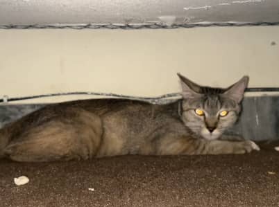 Persian cross single coat home breed