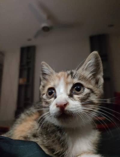 Cute Calico ( Meemee) 3 week old kitten available for adoption