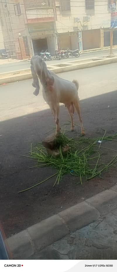 bakra for sell
