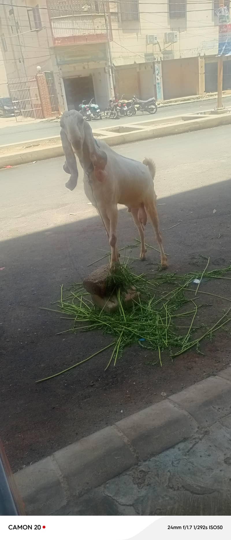 bakra for sell 0