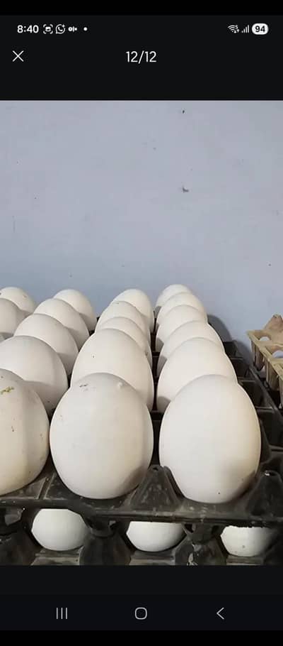 German. LSL large eggs