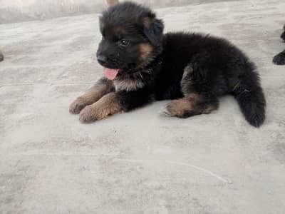German shepherd long coat male