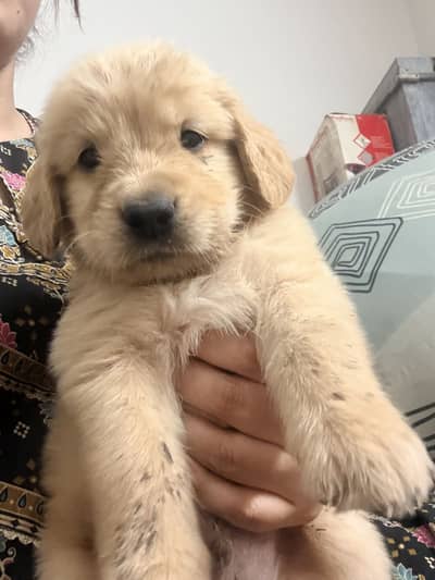 Golden retriever puppy for sale