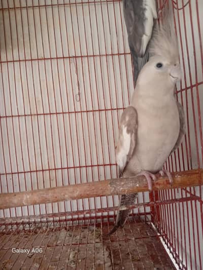 ak pair  03330968957