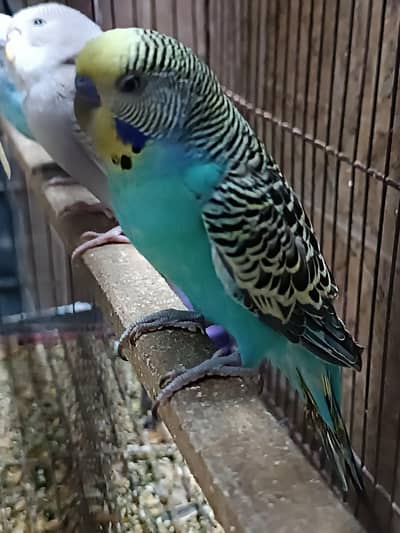 Rainbow/ possible BW/ red eye young budgies/breeder