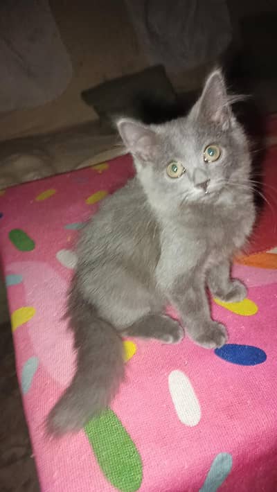 beautiful smokey color kitty
