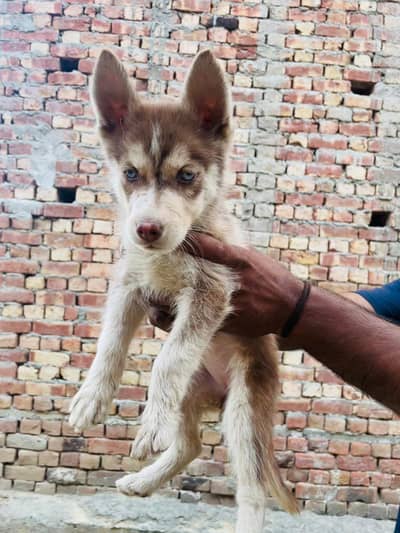Husky Female Puppy Looking For New home Urgent Sale