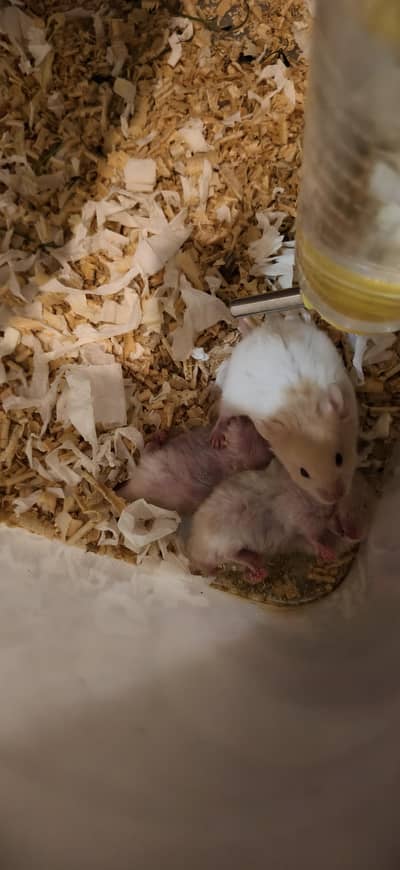 Hamsters