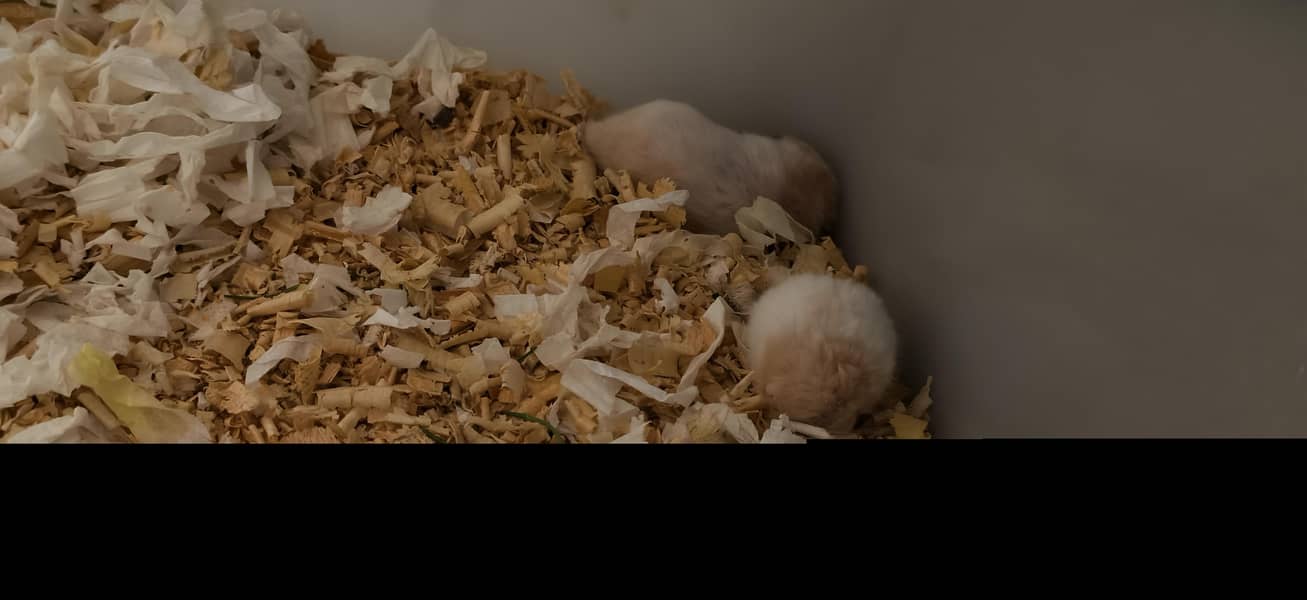Hamsters 1