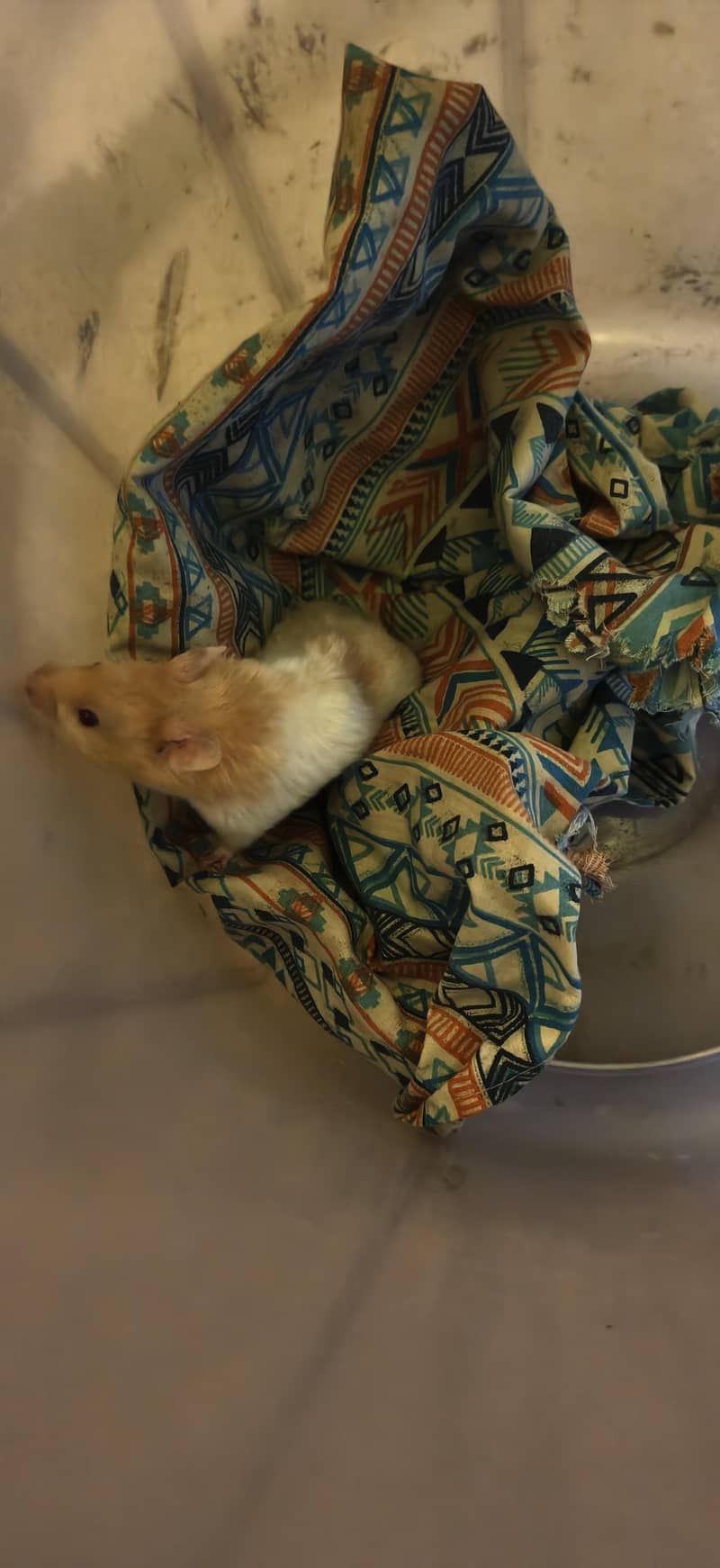 Hamsters 2