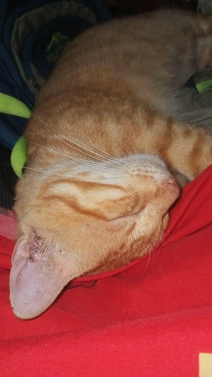 cat for adoption 0