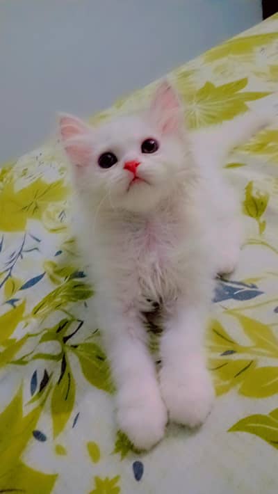 White pure Persian kitten