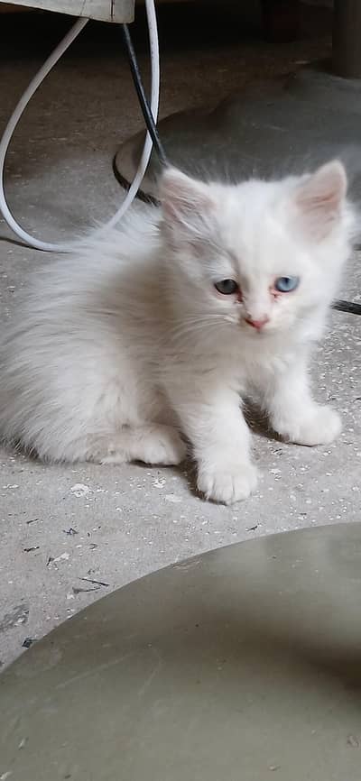Persian kitten for sale