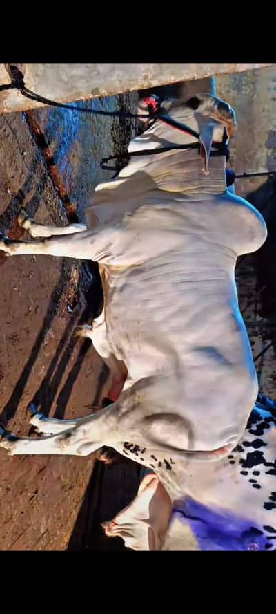 White sibbi Bull 2 DANT 03254127533