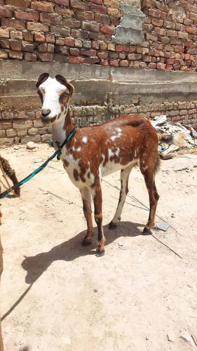 Hiran nasal ki tedi bakri