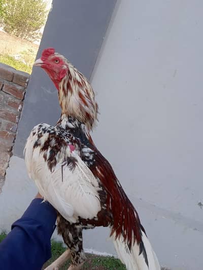 Quality aseel murga for sale